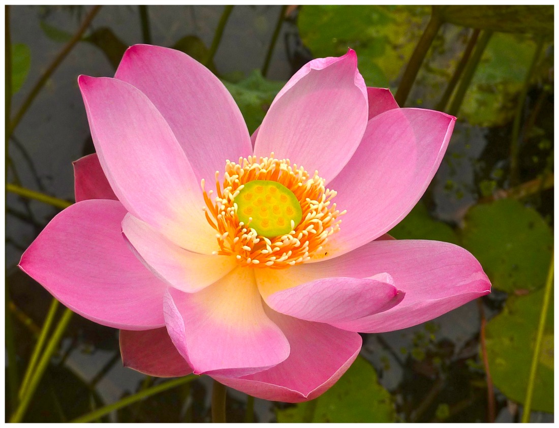 Bali yoga retreat Yoga West WA